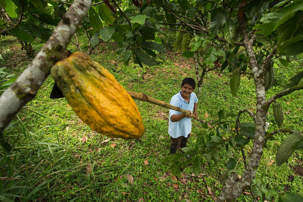 Child looking up at cocoa pod