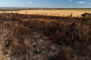 Trees burned in a field